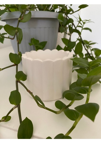 Dalga Desenli Beyaz Beton Sukulent Saksı modelleri