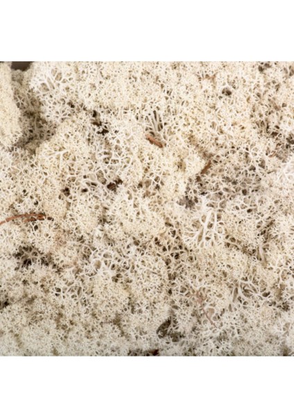 Beyaz Şoklanmış Norveç Yosunu, Doğal ve Zarif Dekoratif Bitki Paketi fiyatları