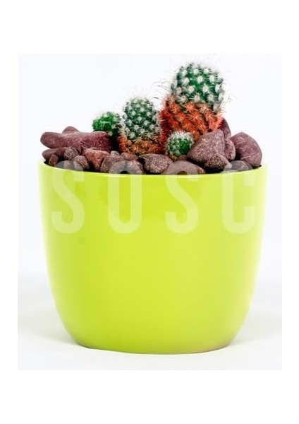 Çakıl Taşı Dolomit Taşı Bahçe Süsü Akvaryum Taşı Dere Çakıl Taşı 2-3 cm 3 kg fiyatları