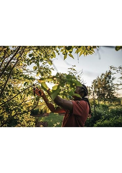 Bypass M Bahçe Makası, Masif, P321, Taze Dallar ve Çalılar Için, Yapışmaz Kaplama, Paslanmaz Çelik Bıçaklar, Uzunluk: 20,1 Cm, Siyah/turuncu, 1057162 modelleri