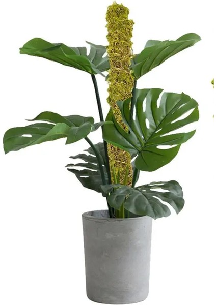 Bitki Destek Çubuğu (Yosun Sopası) 80 cm fiyatları