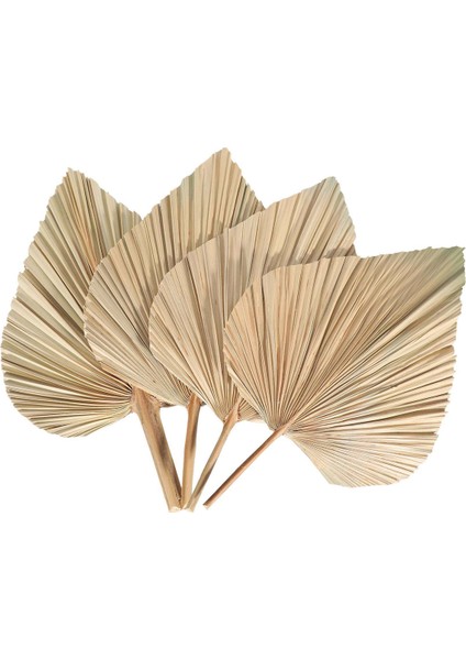 Adet Kurutulmuş Palmiye Yaprakları Kurutulmuş Palmiye Hayranları Bohemian Kurutulmuş Palmiye Mızrakları Yapay Bitkiler Palmiye Yaprakları Tropikal Palmiye Yaprakları (Yurt Dışından)