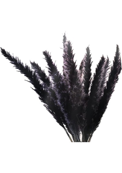 30 Adet Siyah Pampas Çim, 17 Inç Doğal Kurutulmuş Kaık Küçük Ev Düğün Dekor Için Kaynaklanıyor Çiçek Aranjmanları, Dekor (Yurt Dışından)