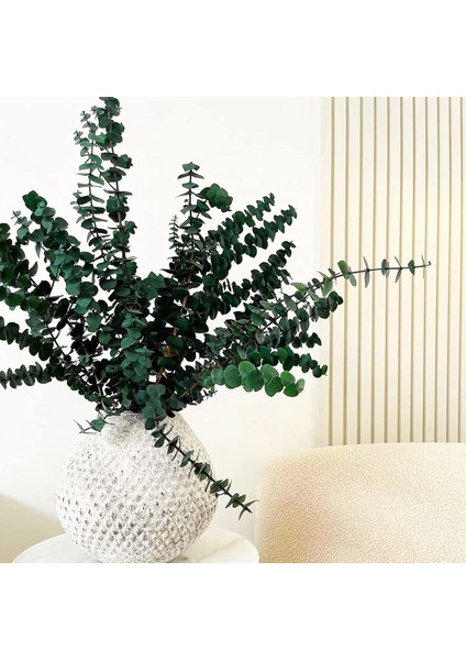 16 Adet-Korunmuş-Kurutulmuş-Okaliptüs-Dalları, 17IN Duş Için Taze Okaliptüs Bitkisi, Vazo Dolgusu Için Gerçek Okaliptüs Demeti (Yurt Dışından) modelleri