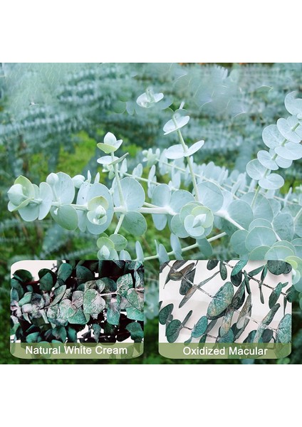 16 Adet-Korunmuş-Kurutulmuş-Okaliptüs-Dalları, 17IN Duş Için Taze Okaliptüs Bitkisi, Vazo Dolgusu Için Gerçek Okaliptüs Demeti (Yurt Dışından) indirimleri