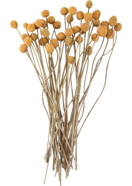 40 Adet Kurutulmuş Craspedia Çiçekler Kurutulmuş Billy Button Topları Çiçekler, Düzenlemeler Düğün Ev Dekor Için Kurutulmuş Çiçek Buketi (Yurt Dışından) fiyatları