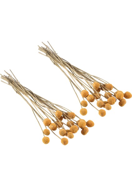 40 Adet Kurutulmuş Craspedia Çiçekler Kurutulmuş Billy Button Topları Çiçekler, Düzenlemeler Düğün Ev Dekor Için Kurutulmuş Çiçek Buketi (Yurt Dışından) modelleri