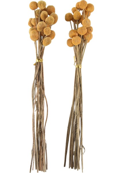 40 Adet Kurutulmuş Craspedia Çiçekler Kurutulmuş Billy Button Topları Çiçekler, Düzenlemeler Düğün Ev Dekor Için Kurutulmuş Çiçek Buketi (Yurt Dışından) fırsatları