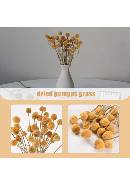 40 Adet Kurutulmuş Craspedia Çiçekler Kurutulmuş Billy Button Topları Çiçekler, Düzenlemeler Düğün Ev Dekor Için Kurutulmuş Çiçek Buketi (Yurt Dışından) indirimleri