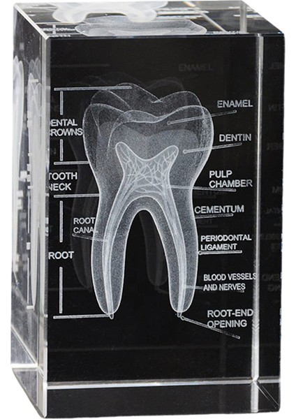 3D Insan Ağız Boşluğu Diş Kristali Modeli Lazerle Kazınmış Anatomik Model Bilim Ofis Dekorasyonu Diş Hekimleri Hediyeleri (Yurt Dışından)