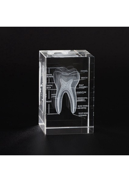 3D Insan Ağız Boşluğu Diş Kristali Modeli Lazerle Kazınmış Anatomik Model Bilim Ofis Dekorasyonu Diş Hekimleri Hediyeleri (Yurt Dışından) fırsatları