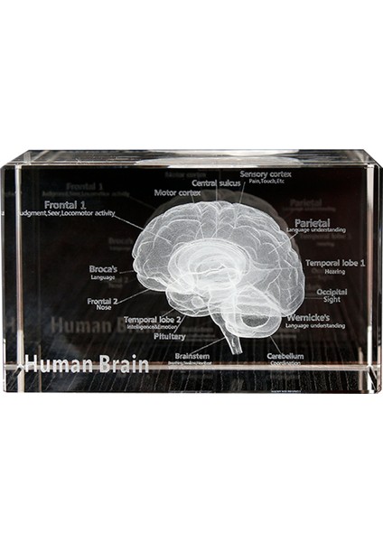 Kristal 3D Beyin Anatomik Modeli Küp Insan Sanatı Organ Kağıt Ağırlığı Bilim Hediyesi Hatıra Eşyası Ev Dekoratif El Sanatları (Yurt Dışından)