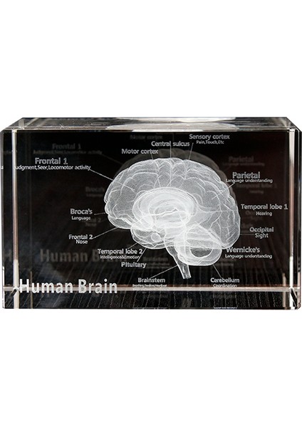 Kristal 3D Beyin Anatomik Modeli Küp Insan Sanatı Organ Kağıt Ağırlığı Bilim Hediyesi Hatıra Eşyası Ev Dekoratif El Sanatları (Yurt Dışından) fiyatları