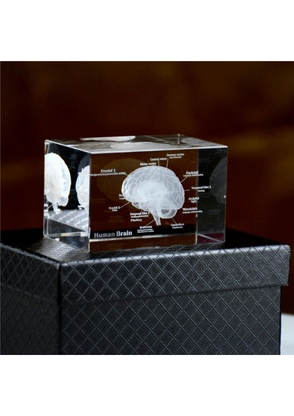 Kristal 3D Beyin Anatomik Modeli Küp Insan Sanatı Organ Kağıt Ağırlığı Bilim Hediyesi Hatıra Eşyası Ev Dekoratif El Sanatları (Yurt Dışından) modelleri