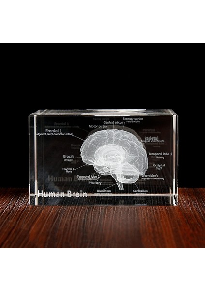 Kristal 3D Beyin Anatomik Modeli Küp Insan Sanatı Organ Kağıt Ağırlığı Bilim Hediyesi Hatıra Eşyası Ev Dekoratif El Sanatları (Yurt Dışından) indirimleri
