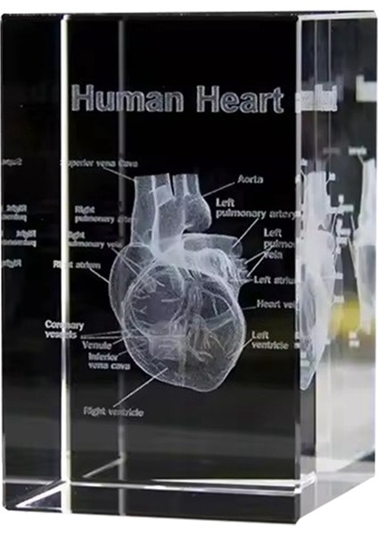 Kristal Kalp Modeli Küp 3D Lazer Kazınmış Anatomik Figürler Tıbbi Bilim Hediyelik Eşya Hediye Dekorasyon Kağıt Ağırlığı (Yurt Dışından) fiyatları