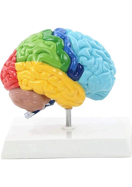 Beyin Sağ Yarım Küresi Insan Vücudu Modeli Eğitim Beyin Modeli 1:1 Öğrenci Öğretim Çalışması Için Model Birleştirme (Yurt Dışından)