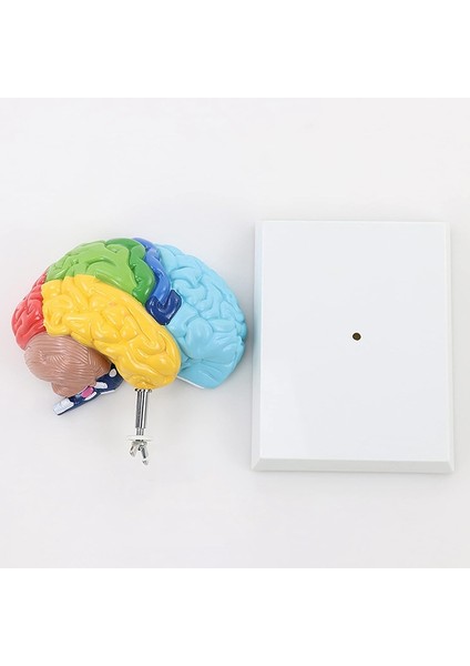 Beyin Sağ Yarım Küresi Insan Vücudu Modeli Eğitim Beyin Modeli 1:1 Öğrenci Öğretim Çalışması Için Model Birleştirme (Yurt Dışından) modelleri