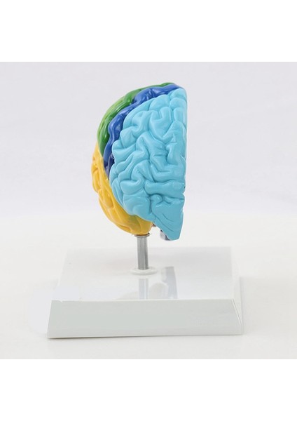 Beyin Sağ Yarım Küresi Insan Vücudu Modeli Eğitim Beyin Modeli 1:1 Öğrenci Öğretim Çalışması Için Model Birleştirme (Yurt Dışından) fırsatları