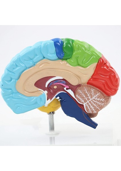 Beyin Sağ Yarım Küresi Insan Vücudu Modeli Eğitim Beyin Modeli 1:1 Öğrenci Öğretim Çalışması Için Model Birleştirme (Yurt Dışından) indirimleri