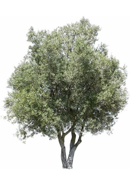 Tüplü Salamuralık ve Kırmalık Gemlik Zeytin Fidanı fiyatları