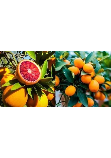 Tüplü Aşılı Bodur Kan Portaklı + Kamkat Fidanı 2 Yaş