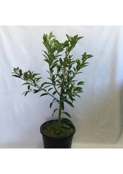 3 Yaş Saksıda Bodur Kamkat Boy 70-90CM