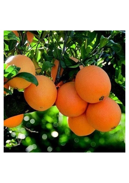 Tüplü Aşılı Erkenci Navelina Portakal Yaş 1-2 Boy 90-110CM