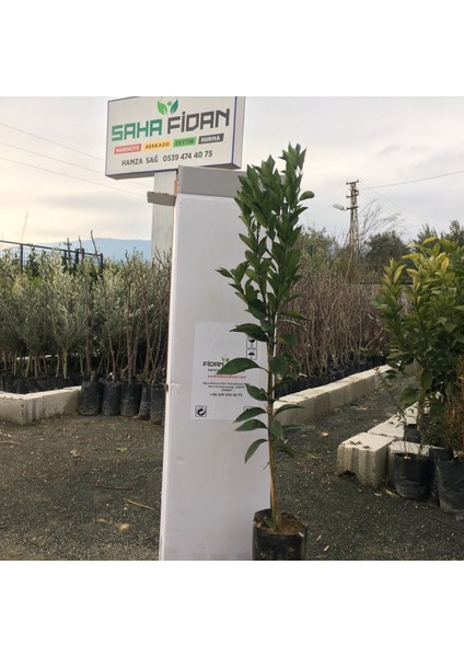 Tüplü Aşılı Erkenci Navelina Portakal Yaş 1-2 Boy 90-110CM fiyatları