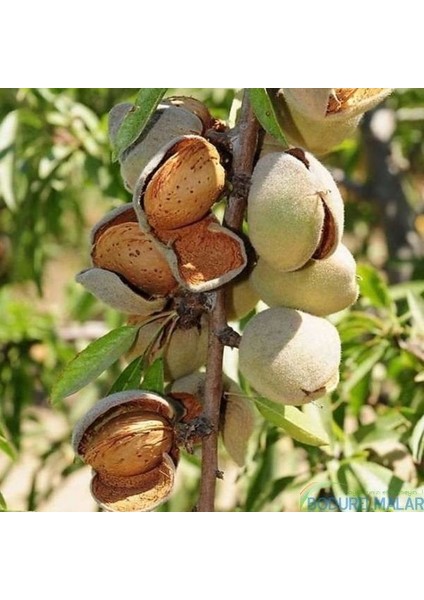 Tüplü El Bademi Nonpariel Badem Fidanı Yaş 2 Boy 80-100CM