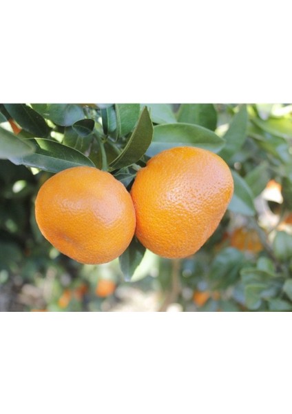 Tüplü Aşılı Dobashi Beni Mandalina Yaş 1-2 Boy 90-110CM Soğuklara Dayanıklı