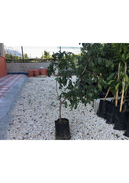 Tüplü Hünnap Fidanı Yaş 2 Boy 50-70CM fiyatları