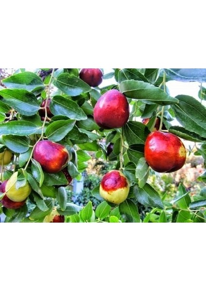 Tüplü Hünnap Fidanı 4 Yaş Boy 80-100CM