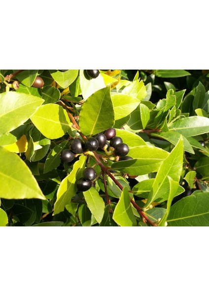 Tüplü Defne Fidanı 40-60CM