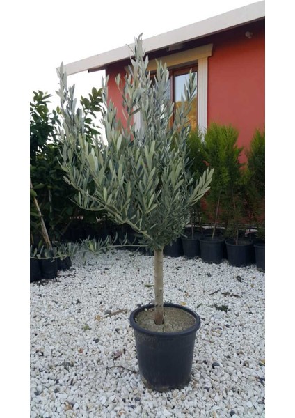 Saksıda Yarı Bodur 7-10 Kutur Gemlik Zeytin Fidanı 3-4 Yaş 50-70 cm Boy