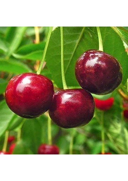 Tüplü Kendinden Verimli Stella Kiraz Fidanı Yaş 2 Boy 80-100CM