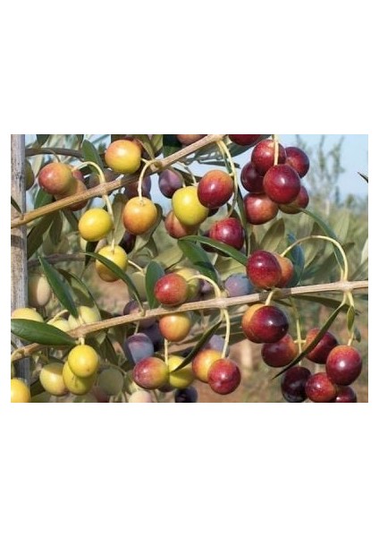 Saksılı Bodur Arbequina Zeytin Fidanı 1 Yaş - 40-60 cm Boy- 4 Adet fiyatları