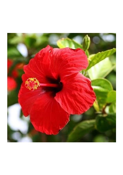 Tüplü 2 Adet 60-80 cm Kırmızı Japon Gülü (Hibiscus)