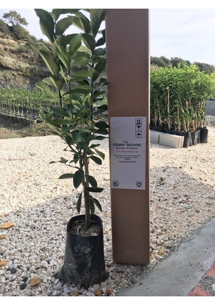 Tüplü Aşılı Bodur Enterdonat Limon 3 Yaş Boy 50 60 cm