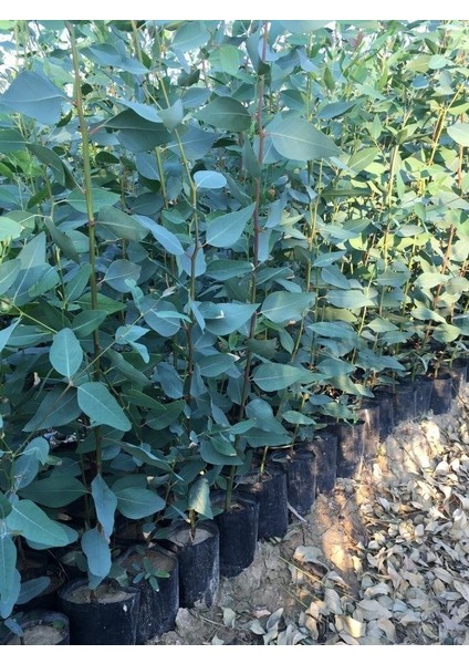Tüplü Okaliptus Fidanı 120-140CM (2 Adet)