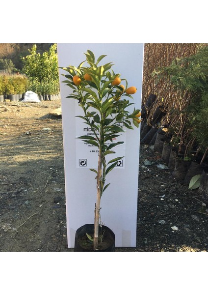 Tüplü Aşılı Nagami Kamkat (Kumkuat) 3 Yaş Boy 90-110 cm