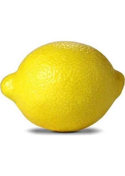 Tüplü Aşılı Lamas Limon 2 Yaş Boy 90-110 cm