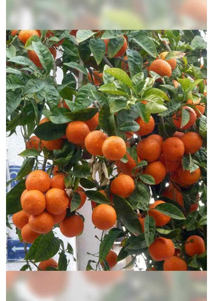 Tüplü Aşılı Klemantin Nova Mandalina Yaş 1-2 Boy 90-110CM Fidanı