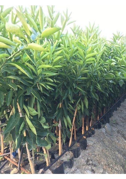 Tüplü Aşılı Klemantin Nova Mandalina Yaş 1-2 Boy 90-110CM Fidanı fiyatları