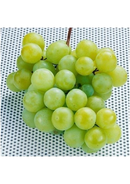 Tüplü K -7 Sofralık Üzüm Fidanı Yaş 2