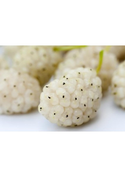 Tüplü Aşılı Beyaz Dut Fidanı Boy 80-100CM