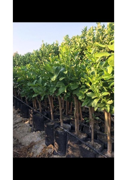 Tüplü Aşılı Enterdonat Limon 2 Yaş Boy 90-110 cm fiyatları