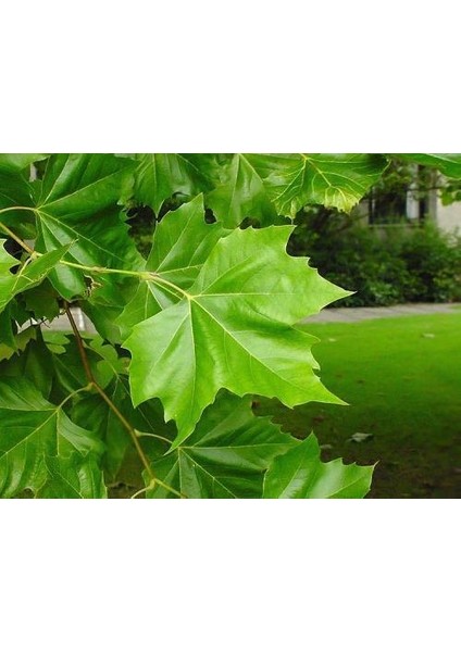 Tüplü Çınar Fidanı Yaş 1 Boy 90-110CM