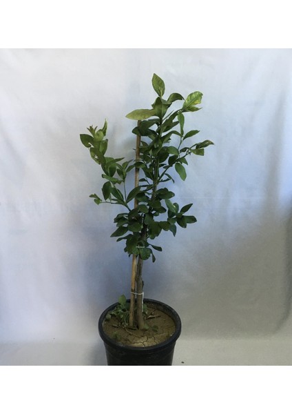 4 Yaş Saksıda Bodur Yediveren Limon Fidanı Boy 80-100CM