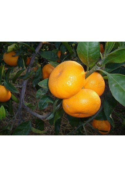 Tüplü Aşılı Saksılık Bodur Miho Wase Mandalina Fidanı 2 Yaş 40-60 cm Boy